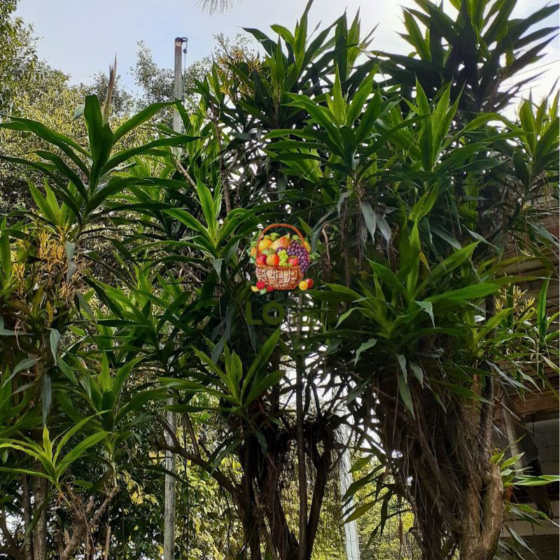

Daun Suji Pandan Segar Langsung Petik dari Kebun lotus_market8