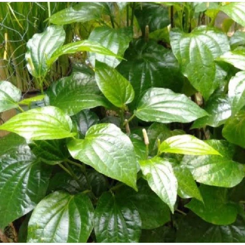 

Daun Karuk Segar 1kg murah