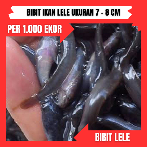 Bibit lele ukuran 7 -  8 cm per 1000 ekor di bandung