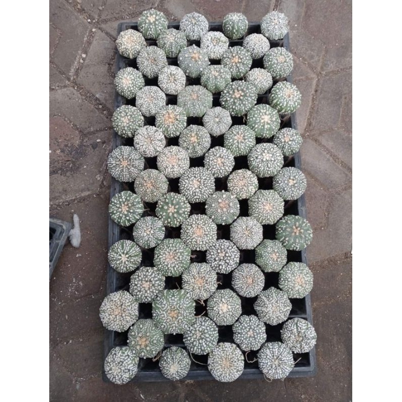 astropythum asterias kabuto & super kabuto