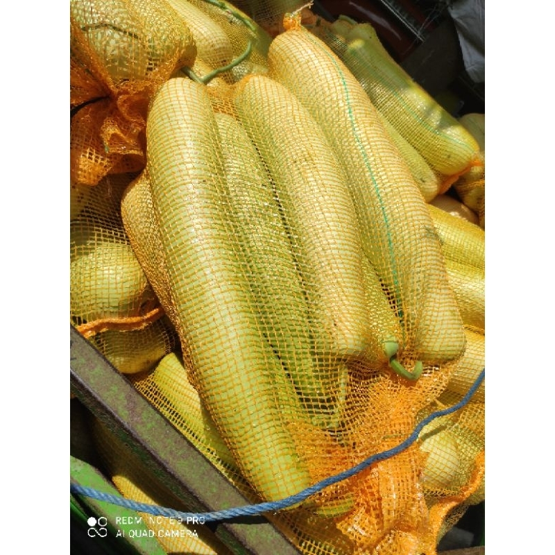 

Blonceng Sayur