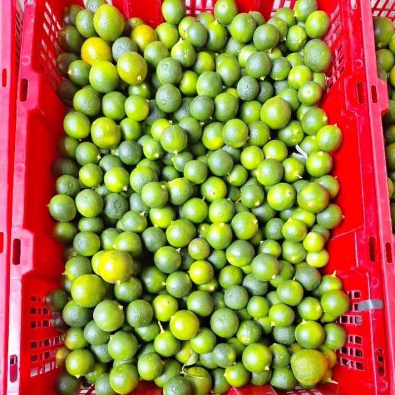 

jeruk kasturi,jeruk minum, jeruk baby