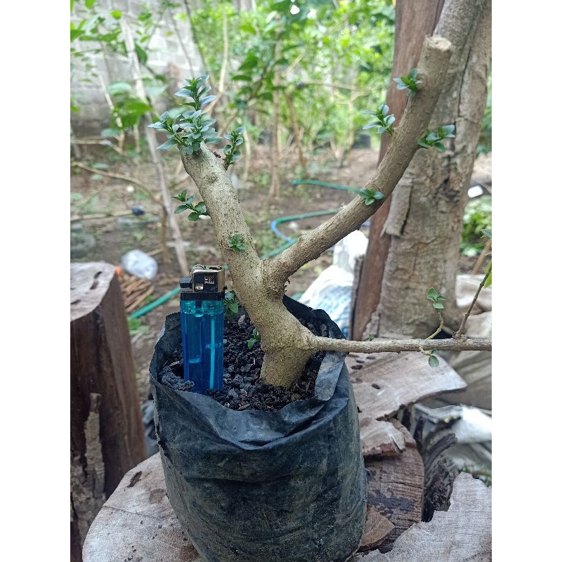 Sancang Bahan bonsai sudah Berakar sudah 1 step program