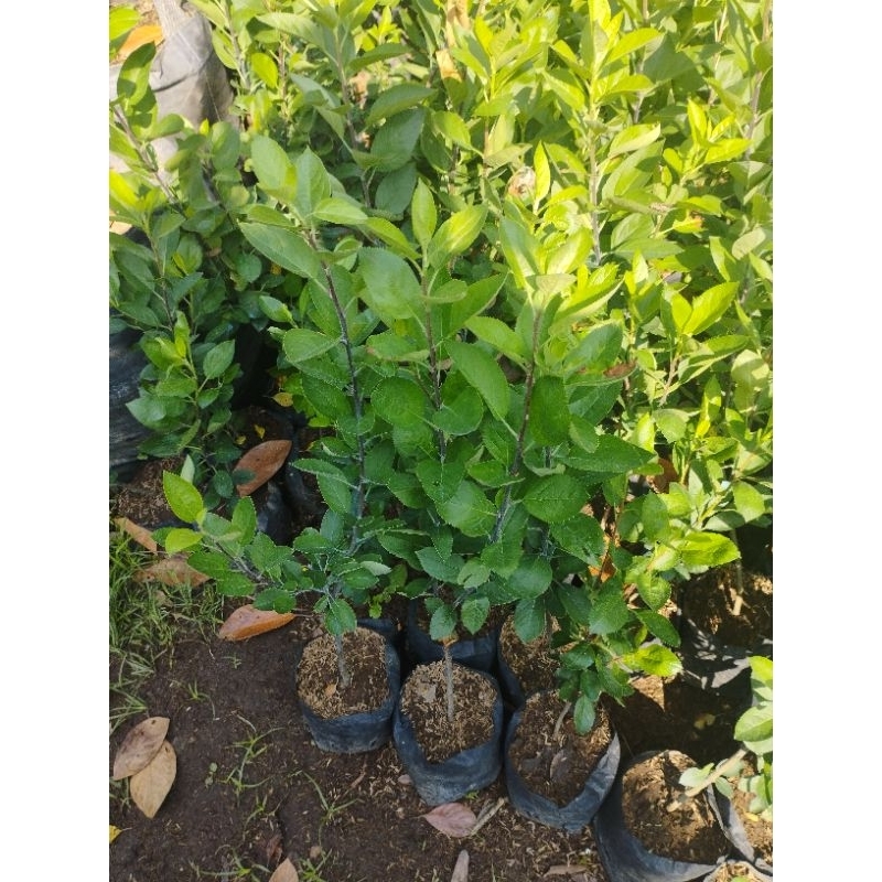 BIBIT APEL FUJI MERAH BATANG BESAR