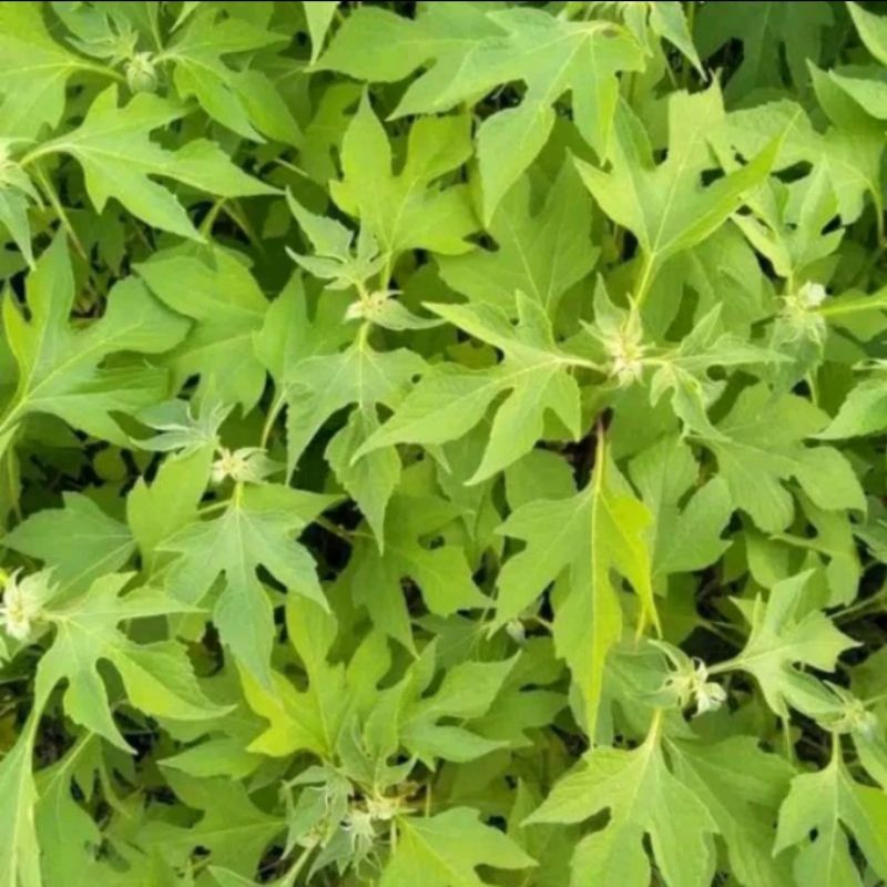 

Jual daun isulin/daun kipahit 500gr