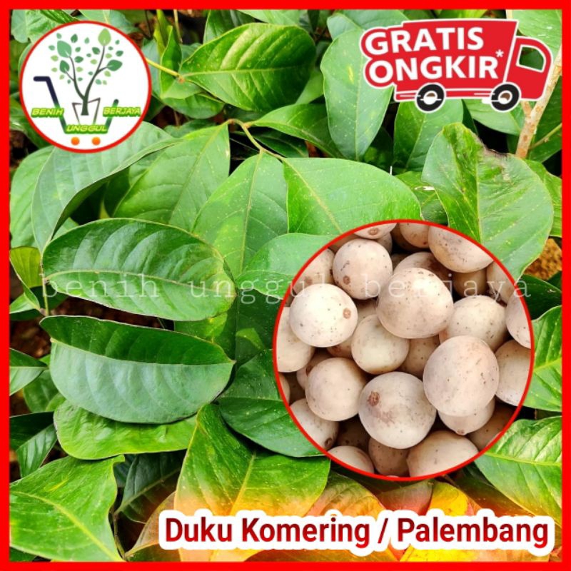 Bibit Duku Komering / Duku Palembang