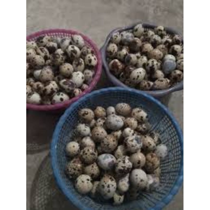 

Telur Puyuh (22 BUTIR)