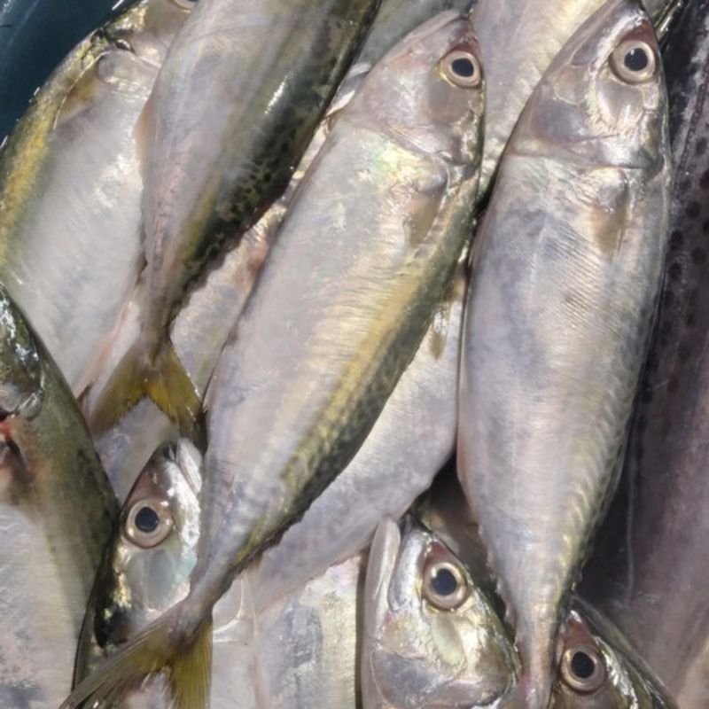 

IKAN KEMBUNG -500gr- fress wajib instan