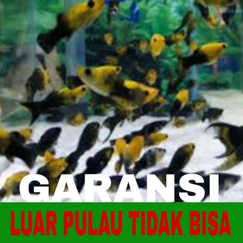 ikan hias molly golden black Bonus pakan