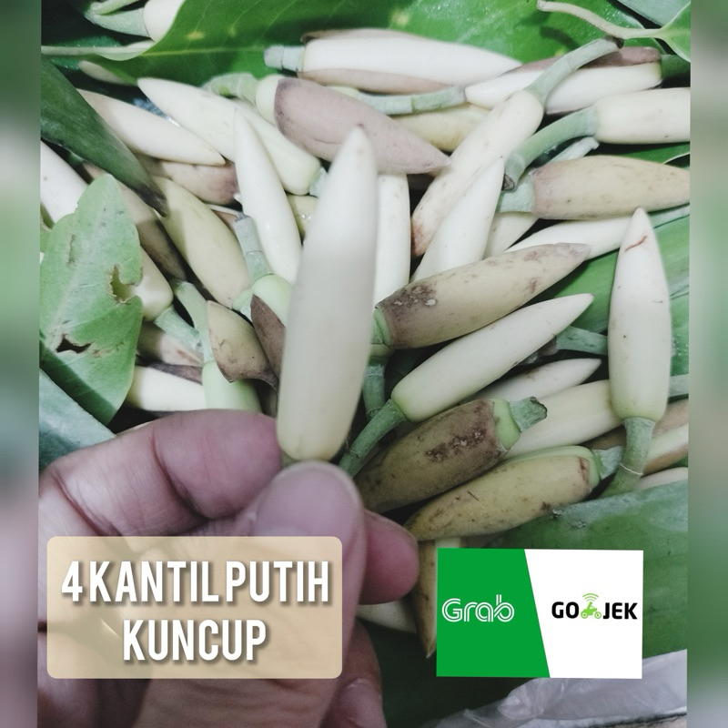 kembang kantil putih kuncup asli