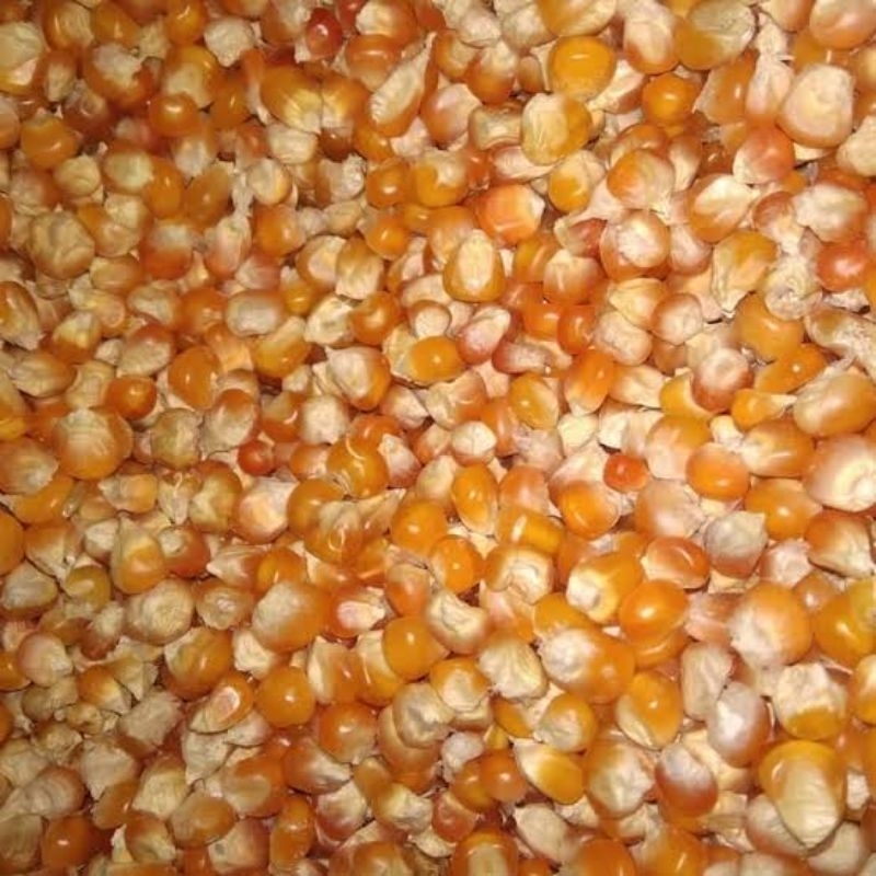 jagung merpati super bukan kristal
