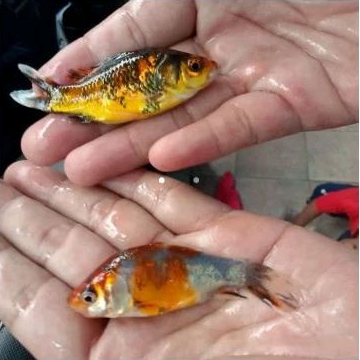 Bibit Ikan komet pancawarna ukuran 5-6 cm(isi 20 ekor)