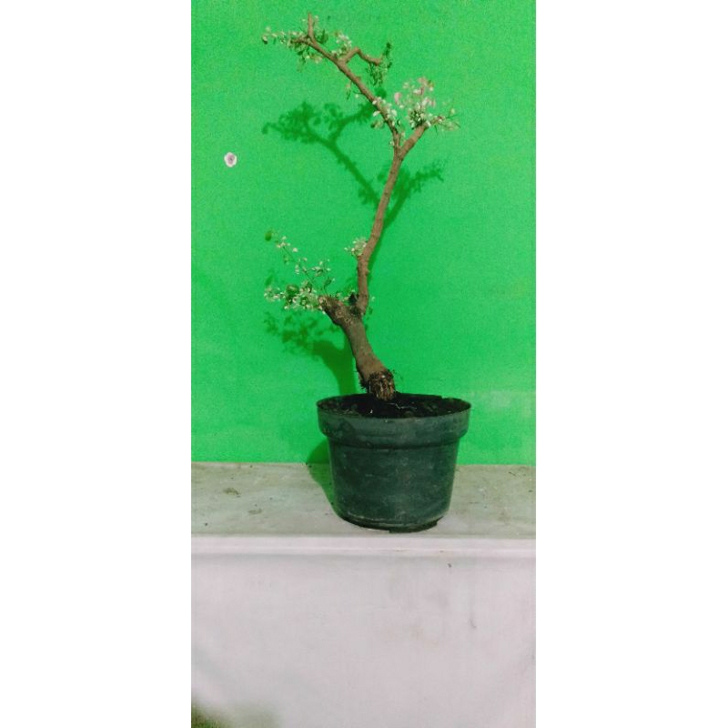 bonsai asem londo varigata