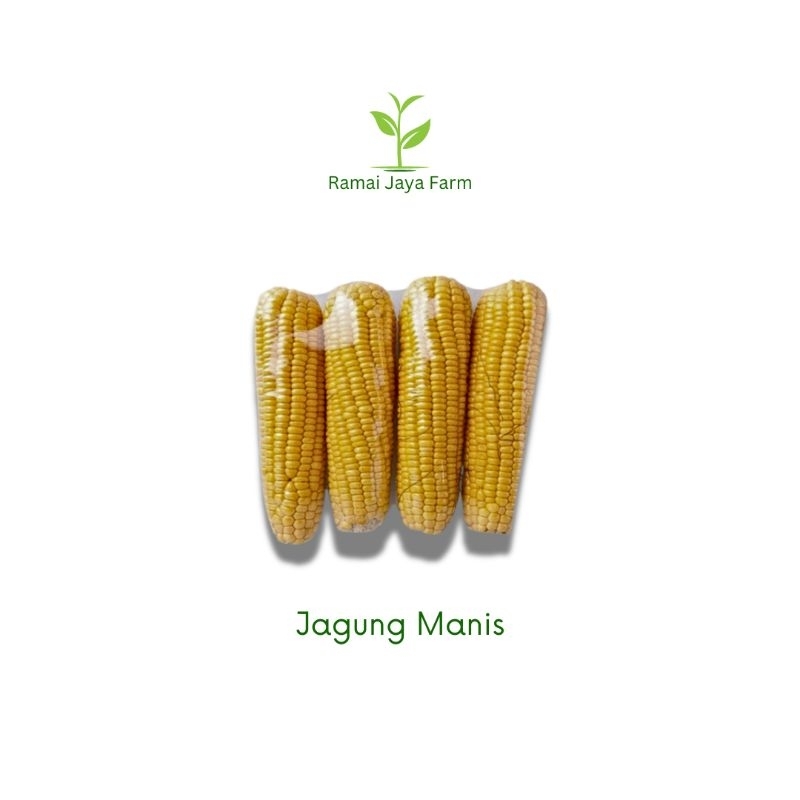 

Jagung Manis Fresh