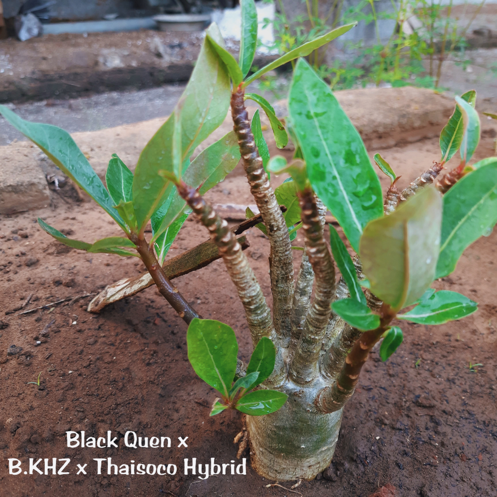 Adenium Hybrid | Black Quen x B.KHZ x Thaisoco Hybrid