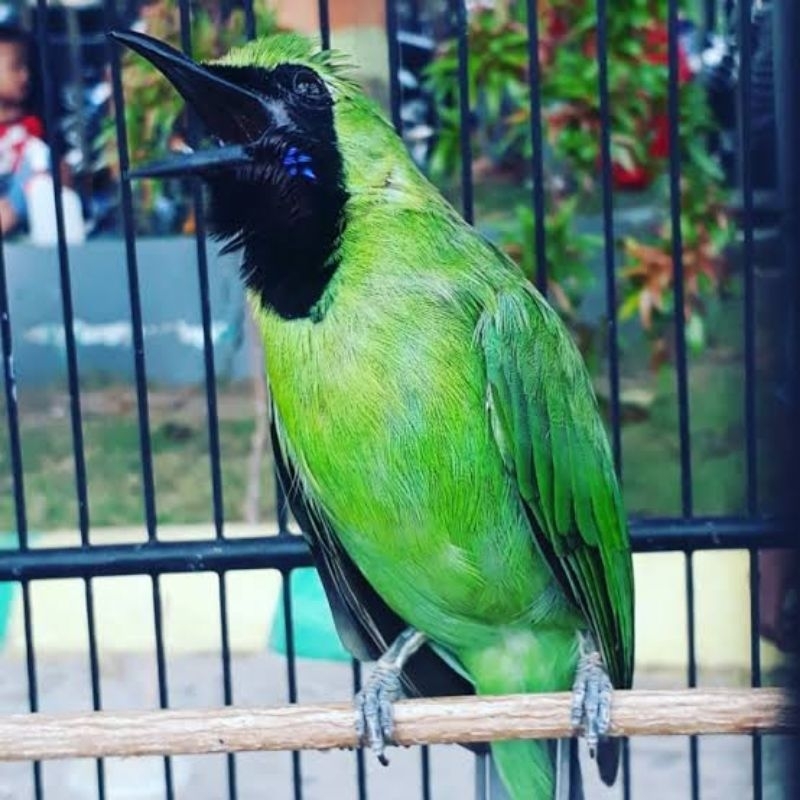 cak ijo nopeng / cucak ijo nopeng / cucak hijau nopeng