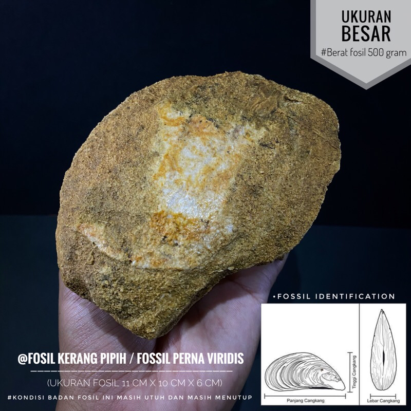 Fosil Kerang Pipih Purba Natural A32 atau Fossil Perna Viridis atau Fosil Temuan atau Fosil Keong at
