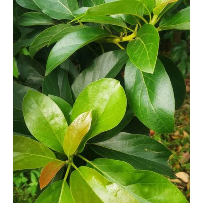 

Daun alpukat segar per daun 100 rupiah
