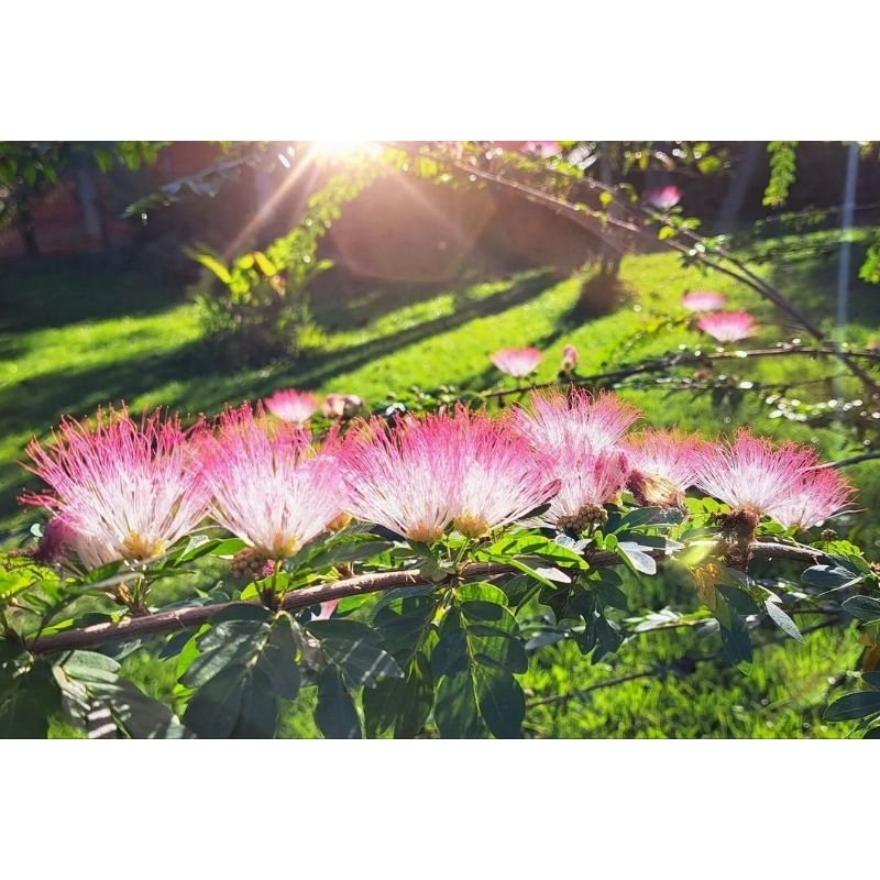 Bibit tanaman bunga kaliandra bobinsana pink (Calliandra angustifolia)