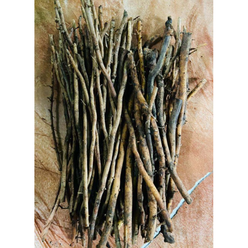 

Akar salak segar / akar pohon salak fresh-az