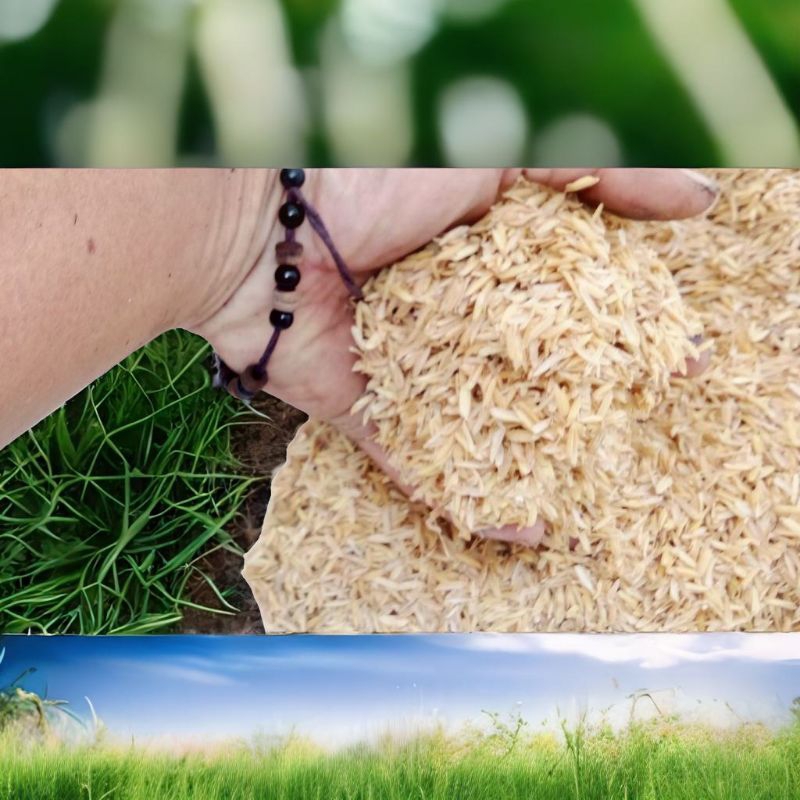 sekam padi / sekam padi mentah/  media tanam sekam padi / media tanam