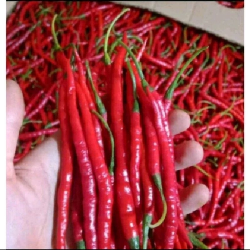

Cabe Merah 250gram