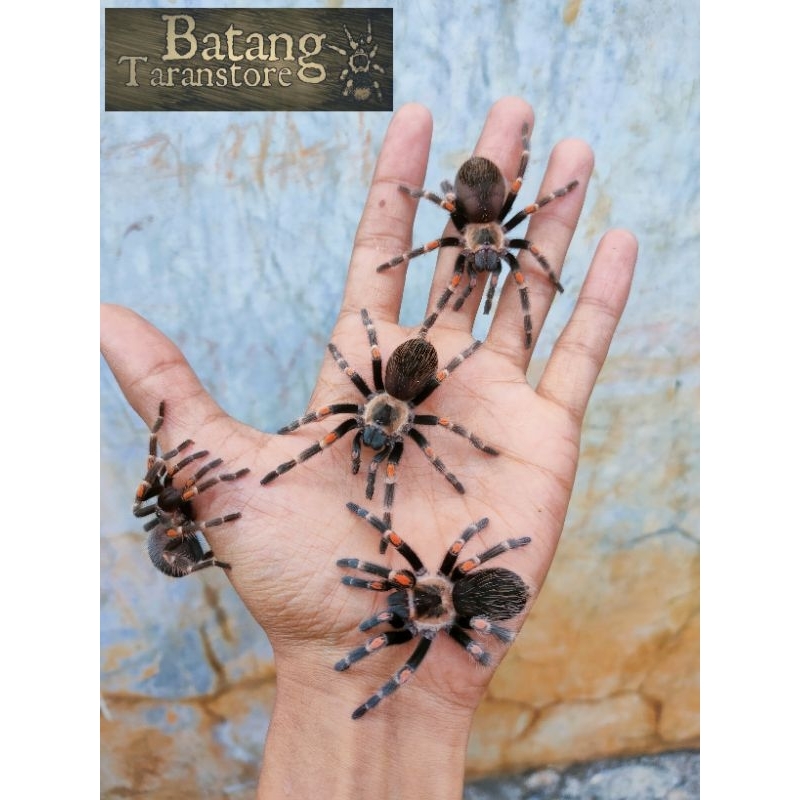 brachypelma auratum juve (pakan ikan / pakan reptile / tarantula)