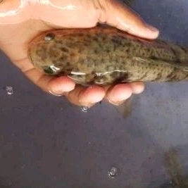 ikan gabus konsumsi size 25 cm up