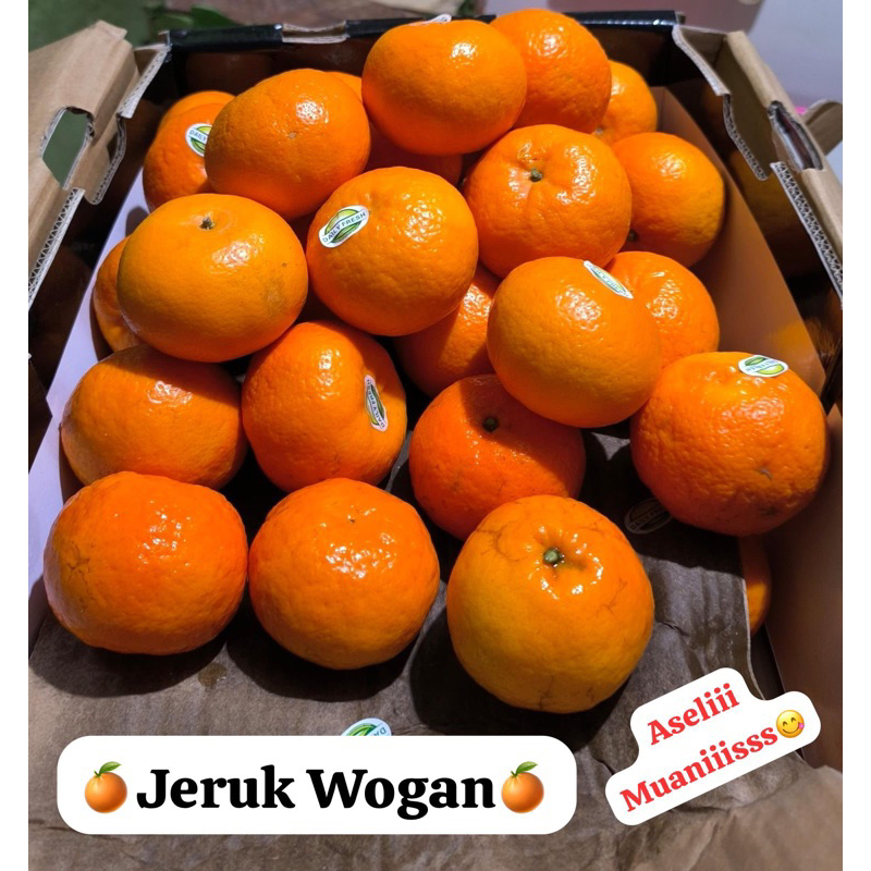 

jeruk wogan