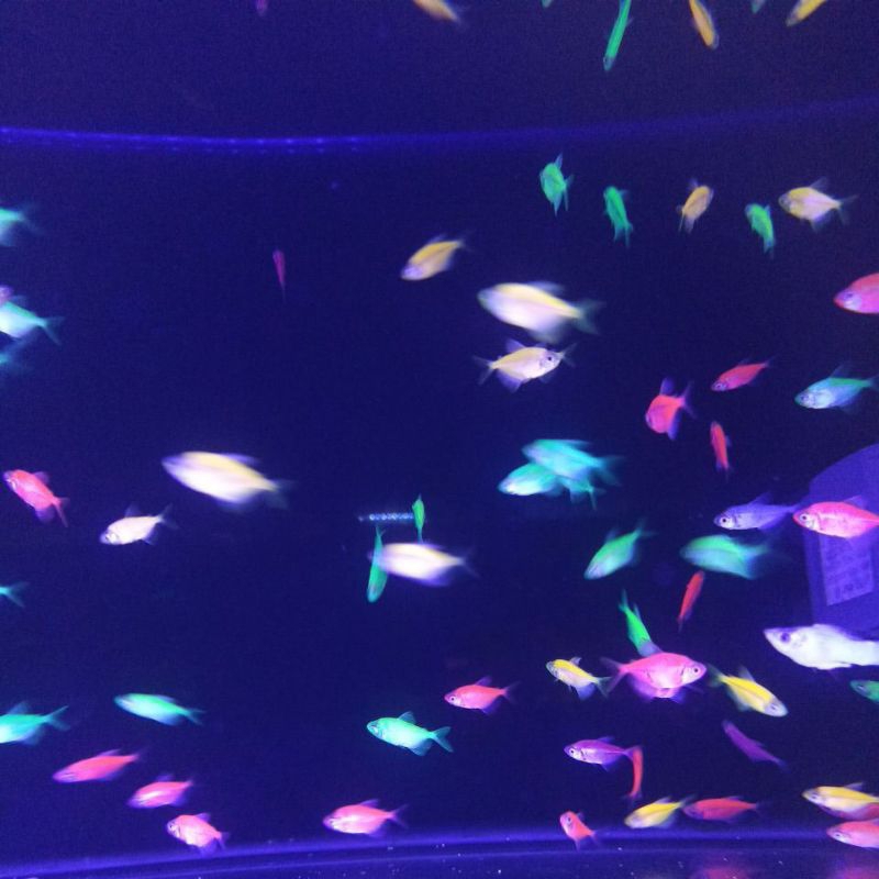 Ikan hias tetra warna warni