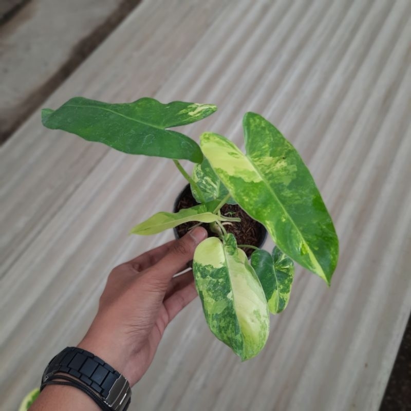 Tanaman Hias Burlemax Varigata,Philodendron Burlemax Varigata