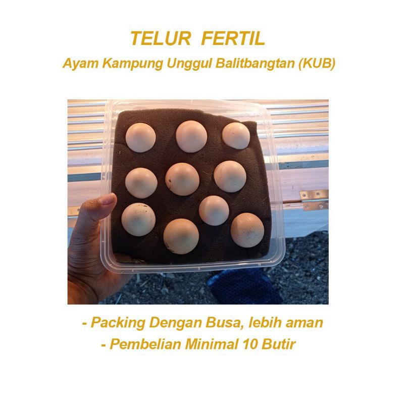 Telur Fertil Ayam KUB