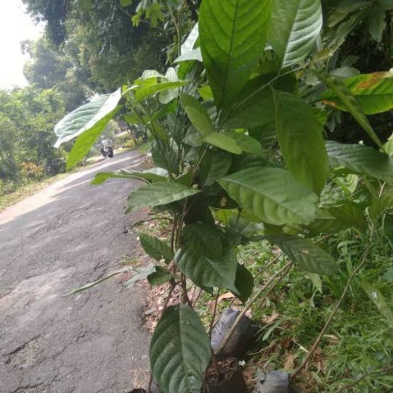 bibit pohon buah kokosan visitan