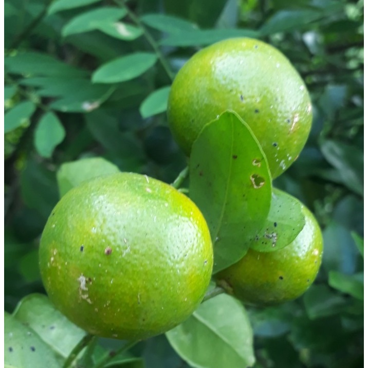 

Jeruk Sonkit / Jeruk Kasturi / Jeruk Cui / Jeruk Kunci 250 500 Gram