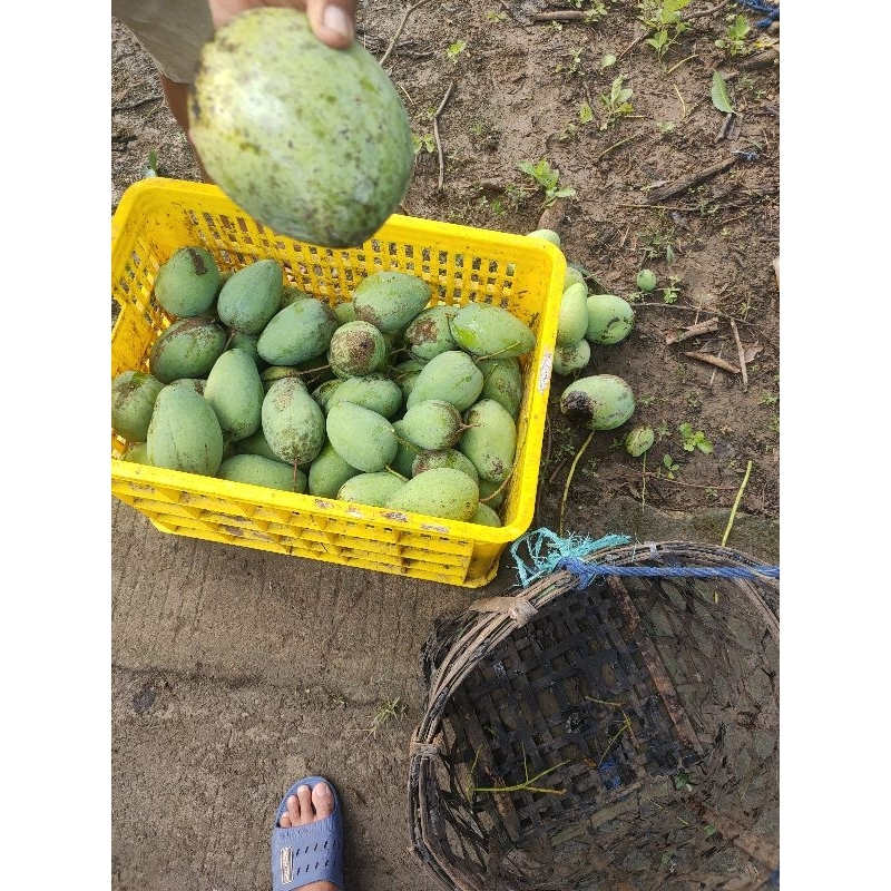 

BuahMangga