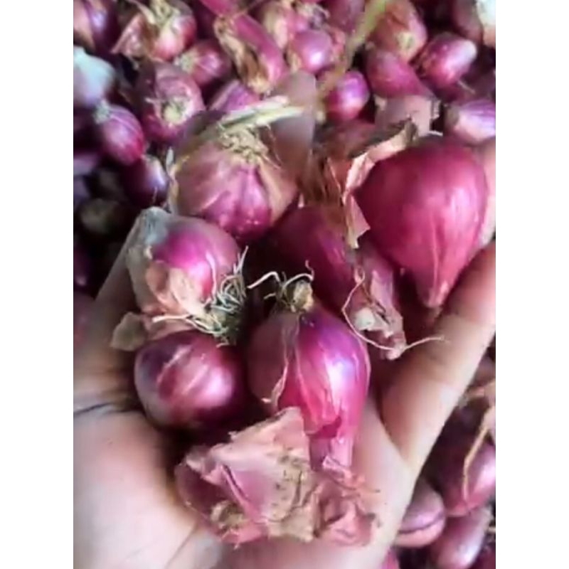 

BawangMerahBerkualitas1kg