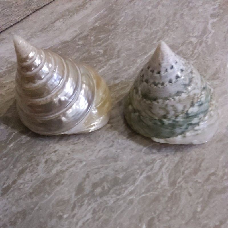 cangkang kelomang tumpeng