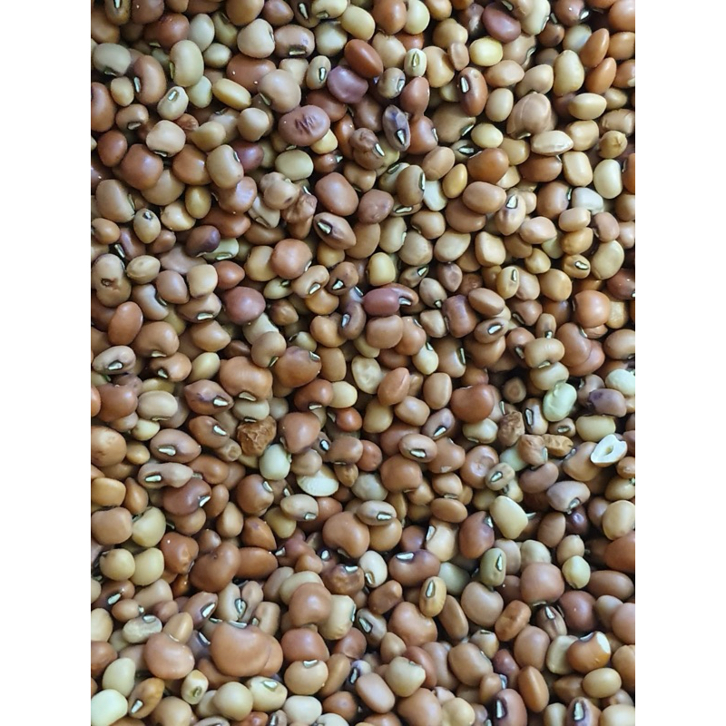 

papi saiyo kacang tolo kacang tunggak 1kg 500gr 250gr