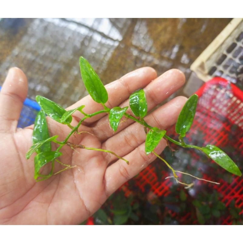 Rhaphidophora Baccerii