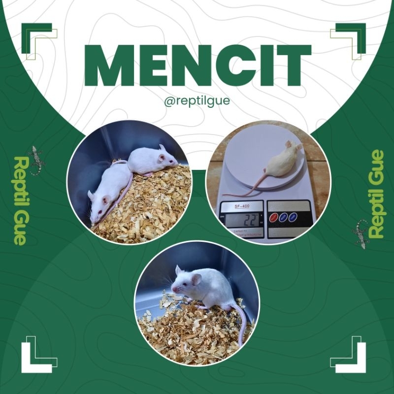 Tikus Putih - Mencit (Dewasa/Indukan)