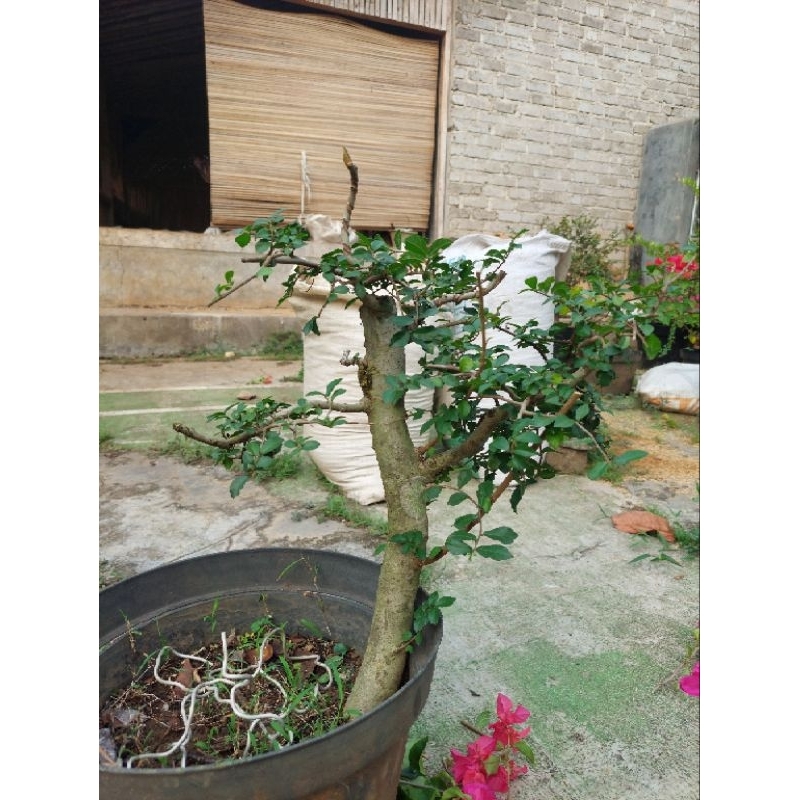 Bahan Bonsai Serut (Streblus Asper)
