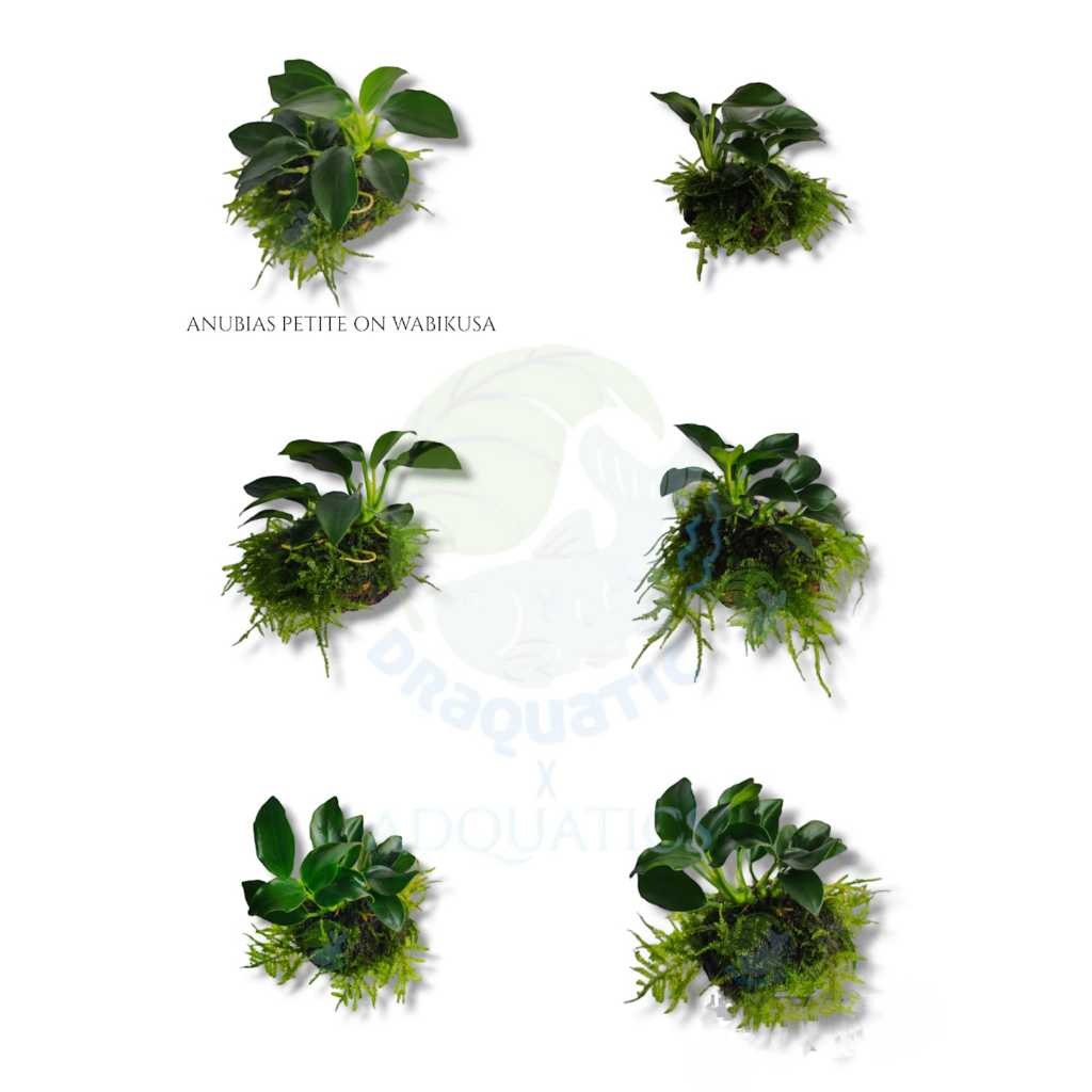 Wabikusa moss anubias petite aquascape