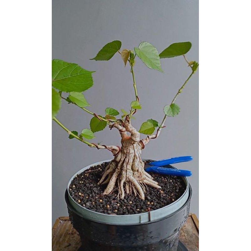 Bahan Bonsai Waru India Mame Program Akar