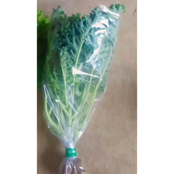 

Sayuran Kale Hidroponik 200gr