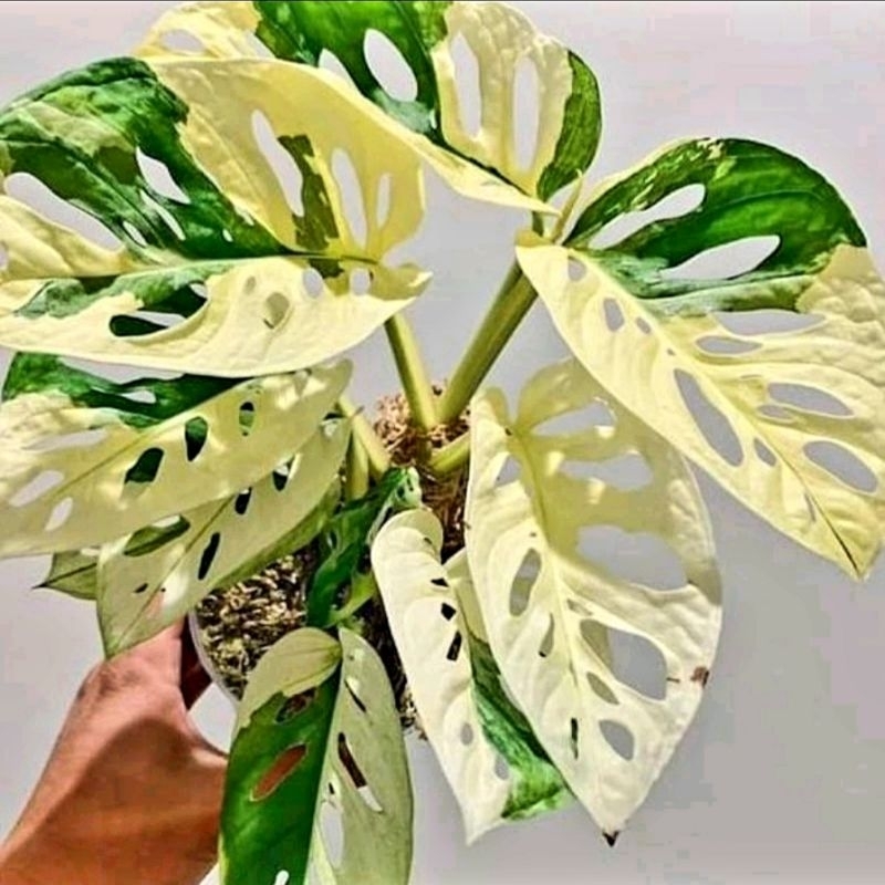 Tanaman hias Halfmoon adansoni monstera / monstera varigata / Florist Nursery