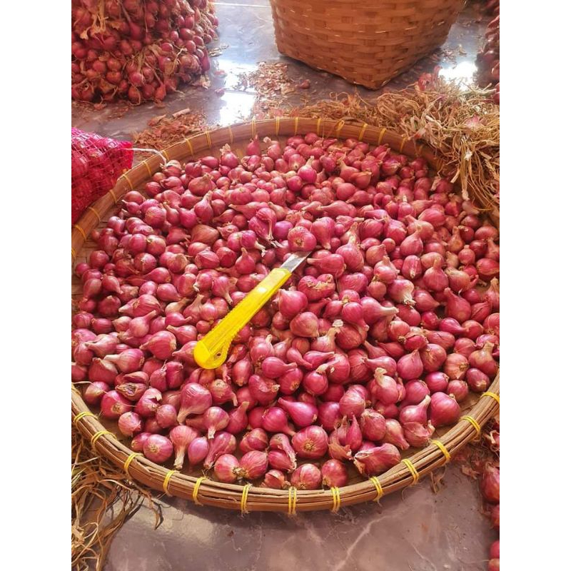 

BAWANG MERAH PROBLINGGO UKURAN BESAR