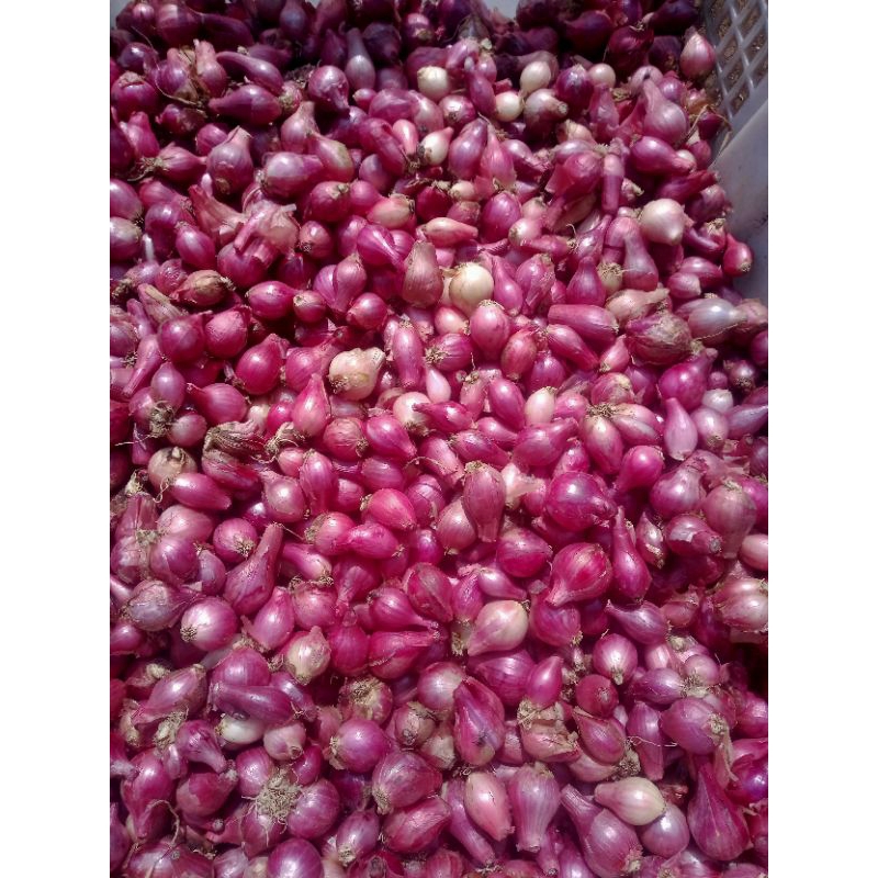 

bawangmerahKecilsedang1KG