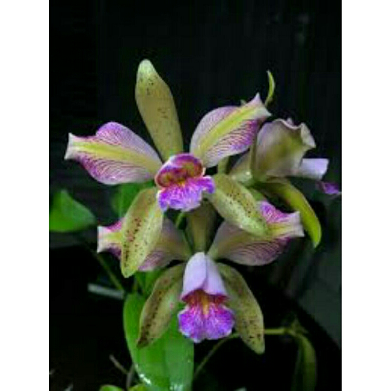 Anggrek Cattleya mini green