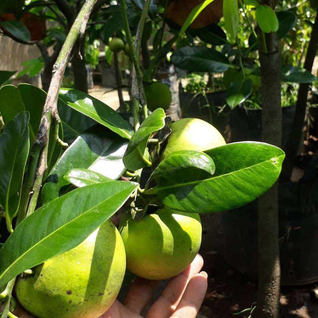 bibit black sapote tinggi 1-1,5meter sudah pernah berbuah