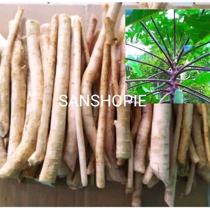 

Akar Pepaya Ungu Pepaya Wulung Segar 500 Gram